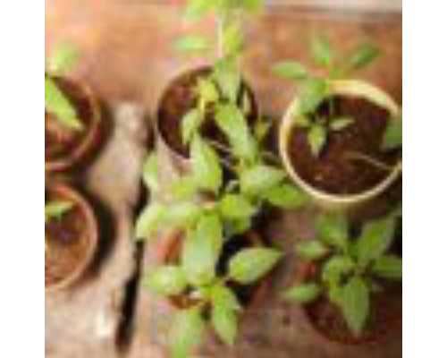 代生在哪里,淮北助孕试管婴儿技术能相信吗