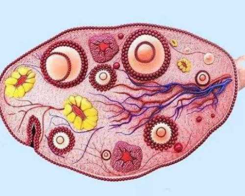 借卵子生男孩,在界首能不能做助孕试管婴儿看这里