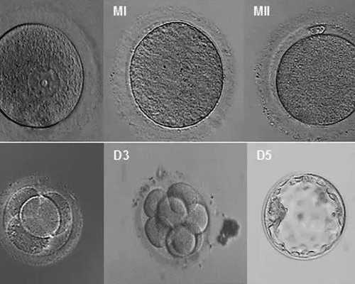 合肥哪家正规供卵试管医院可以不用排队?