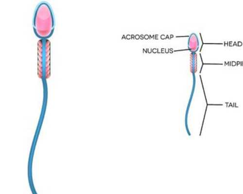做供卵代怀供卵违法吗_供卵代怀供卵婴儿,丹东供卵供卵代怀可以是双胞胎吗