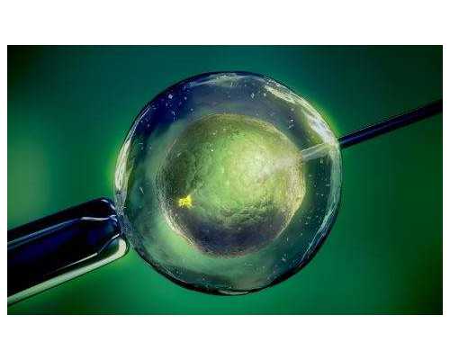 可靠代怀公司,哪些食物能够助孕，适合备孕的人群吃？